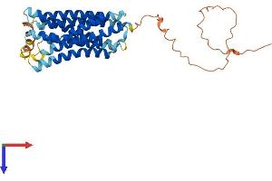 GPRC5D Protein (AA 1-344) (His tag)