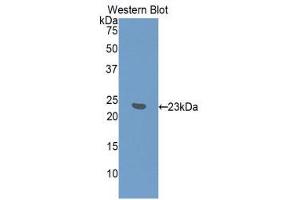 Western Blotting (WB) image for anti-Interferon, alpha 7 (IFNa7) (AA 24-190) antibody (ABIN3203135) (IFNA7 Antikörper  (AA 24-190))