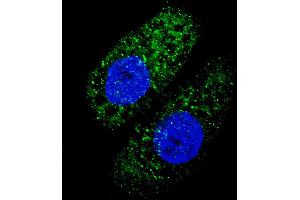 Fluorescent image of  cells stained with ATG5 antibody. (ATG5 Antikörper)