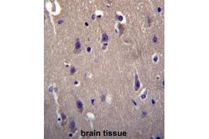 CARTPT Antibody (N-term) immunohistochemistry analysis in formalin fixed and paraffin embedded human brain tissue followed by peroxidase conjugation of the secondary antibody and DAB staining.