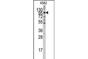 Western blot analysis of anti-LGR5/GPR49 Antibody (Center) f in K562 cell line lysates (35 μg/lane). (LGR5 Antikörper  (AA 443-473))