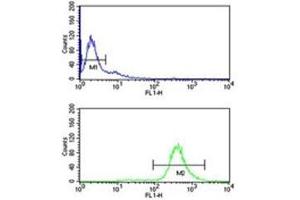 Image no. 5 for anti-Eukaryotic Translation Initiation Factor 2A, 65kDa (EIF2A) (AA 437-465) antibody (ABIN3030889)