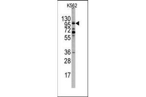 Western blot analysis of EPHA10 Antibody (N-term) in K562 cell line lysates (35ug/lane).