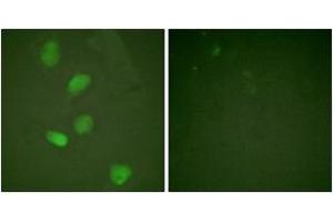 Immunofluorescence (IF) image for anti-Histone Deacetylase 3 (HDAC3) (AA 379-428) antibody (ABIN2888844) (HDAC3 Antikörper  (AA 379-428))