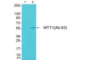 Western Blotting (WB) image for anti-Myelin Transcription Factor 1 (MYT1) (Ser83) antibody (ABIN1848243) (MYT1 Antikörper  (Ser83))