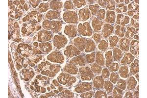 Immunohistochemistry (IHC) image for anti-NADH Dehydrogenase (Ubiquinone) Fe-S Protein 8, 23kDa (NADH-Coenzyme Q Reductase) (NDUFS8) (Center) antibody (ABIN2856948)
