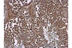 IHC-P Image NPR-C antibody [N3C3] detects NPR-C protein at cell membrane and cytoplasm in mouse testis by immunohistochemical analysis.