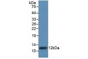 Detection of Recombinant IL8, Human using Monoclonal Antibody to Interleukin 8 (IL8) (IL-8 Antikörper  (AA 28-99))