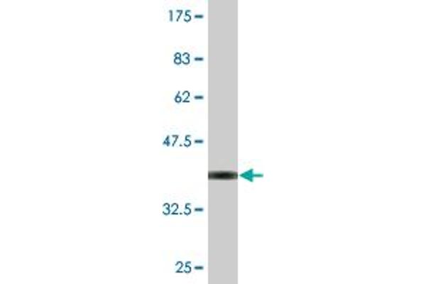 MIPOL1 antibody  (AA 321-423)
