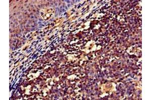 Immunohistochemistry of paraffin-embedded human tonsil tissue using ABIN7161494 at dilution of 1:100 (NCF1 Antikörper  (AA 63-232))