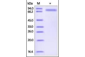 SDS-PAGE (SDS) image for serpin Peptidase Inhibitor, Clade D (Heparin Cofactor), Member 1 (SERPIND1) (AA 20-499) protein (His tag) (ABIN2181748)