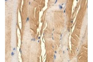 Detection of TFPI in Rat Skin Tissue using Monoclonal Antibody to Tissue Factor Pathway Inhibitor (TFPI)