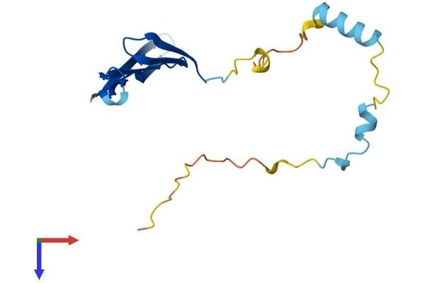 TCAP Protein (AA 1-167) (His tag)