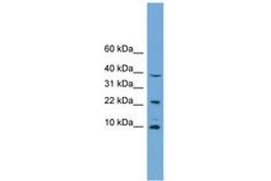 anti-Cytochrome C Oxidase Assembly Factor 4 Homolog (S. Cerevisiae) (COA4) (C-Term) antibody