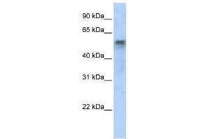 WB Suggested Anti-IRF6 Antibody Titration:  0. (IRF6 Antikörper  (Middle Region))