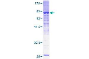 Image no. 1 for Olfactomedin-Like 2A (OLFML2A) (AA 1-438) protein (GST tag) (ABIN1313375) (OLFML2A Protein (AA 1-438) (GST tag))
