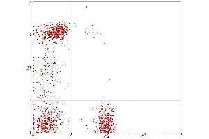 Flow Cytometry (FACS) image for anti-CD8, CD4 antibody (FITC,PE) (ABIN2144402) (CD8, CD4 Antikörper (FITC,PE))