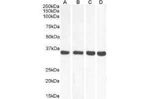 ABIN5539864 (0. (MDH2 Antikörper  (Internal Region))
