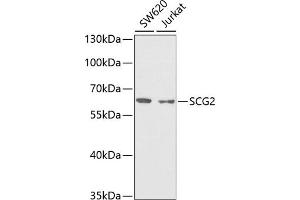 Western blot analysis of extracts of various cell lines, using SCG2 antibody (ABIN6129461, ABIN6147421, ABIN6147423 and ABIN6222065) at 1:1000 dilution. (SCG2 Antikörper  (AA 30-320))