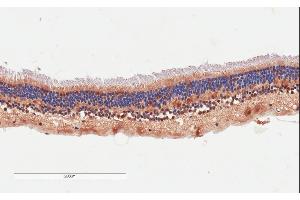 ABIN570842 (4µg/ml) staining of paraffin embedded Human Retina. (ARMS2 Antikörper  (Internal Region))