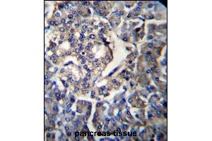 RPL35 Antibody (C-term) (ABIN656883 and ABIN2846083) immunohistochemistry analysis in formalin fixed and paraffin embedded human pancreas tissue followed by peroxidase conjugation of the secondary antibody and DAB staining. (RPL35 Antikörper  (C-Term))