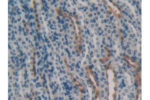 IHC-P analysis of Mouse Kidney Tissue, with DAB staining. (HSPA1B Antikörper  (AA 1-642))