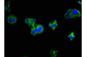 Immunofluorescence staining of HepG2 cells with ABIN7158146 at 1:333, counter-stained with DAPI.