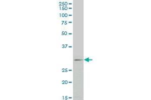 FGF8 monoclonal antibody (M01), clone 2A10 Western Blot analysis of FGF8 expression in HepG2 .