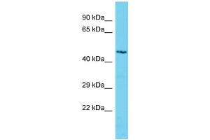 Host: Rabbit Target Name: C3orf32 Sample Type: Jurkat Whole Cell lysates Antibody Dilution: 1. (SSUH2 Antikörper  (Middle Region))