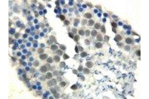 Image no. 1 for anti-DNA Repair Protein Homolog 1 (RAD51) (N-Term) antibody (ABIN1495062) (RAD51 Antikörper  (N-Term))