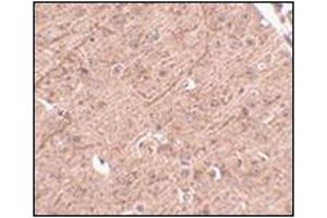 Immunohistochemistry of LASS5 in mouse brain tissue with this product at 2. (LASS5 Antikörper  (N-Term))