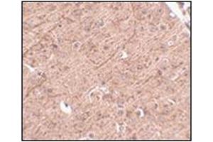 Immunohistochemistry of LASS5 in mouse brain tissue with this product at 2.