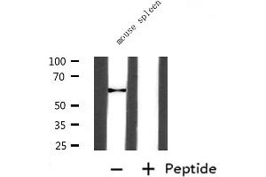 Western blot analysis of extracts from Mouse slpeen, using ANGPT2 Antibody. (Angiopoietin 2 Antikörper  (N-Term))