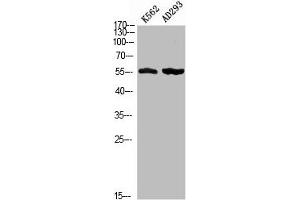 Western blot analysis of K562 AD293 using Phospho-MEF-2D (S444) antibody. (MEF2D Antikörper  (pSer444))