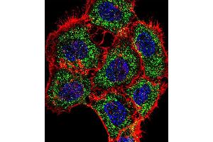 Fluorescent confocal image of A431 cell stained with TSC22D2 Antibody (N-term). (TSC22D2 Antikörper  (N-Term))