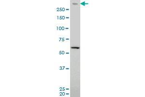 PRKDC monoclonal antibody (M03), clone 2A8 Western Blot analysis of PRKDC expression in Hela S3 NE . (PRKDC Antikörper  (AA 4019-4128))