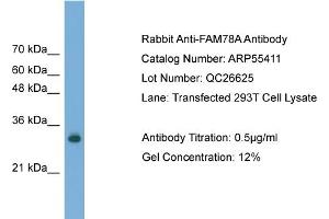 WB Suggested Anti-FAM78A  Antibody Titration: 0. (FAM78A Antikörper  (C-Term))