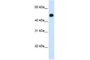 WB Suggested Anti-HMGCS2 Antibody Titration:  1.