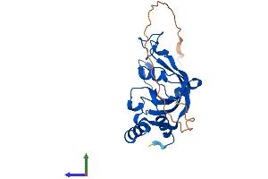 Protein Structure (PS) image for Thymocyte Nuclear Protein 1 (THYN1) (AA 1-225) protein (His tag) (ABIN7544317)
