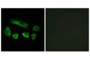 Immunofluorescence analysis of A549 cells, using NT5C1B antibody. (NT5C1B Antikörper)