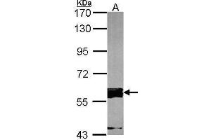 WB Image Sample (30 ug of whole cell lysate) A:NIH-3T3 7. (FASTK Antikörper  (C-Term))