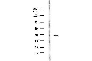 Western blot analysis of lysates from RAW264.