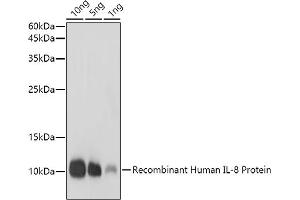 Western Blotting (WB) image for anti-Interleukin 8 (IL8) (AA 21-99) antibody (ABIN3016226)