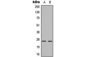 Western blot analysis of Cerebellin 3 expression in HepG2 (A), mouse brain (B) whole cell lysates. (CBLN3 Antikörper  (C-Term))