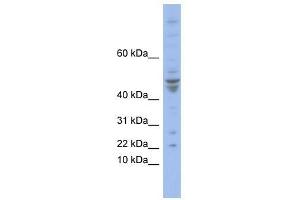 POLE4 antibody used at 0. (POLE4 Antikörper  (N-Term))