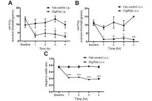Removal of EOLC causes nociception.