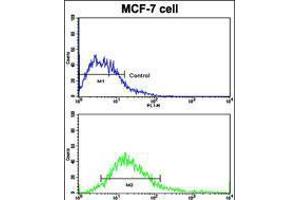 Flow cytometric analysis of MCF-7 cells using (bottom histogram) compared to a negative control cell (top histogram). (Desmoglein 2 Antikörper  (N-Term))