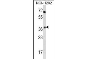 OR4N2 Antibody (N-term) (ABIN656208 and ABIN2845527) western blot analysis in NCI- cell line lysates (35 μg/lane). (OR4N2 Antikörper  (N-Term))