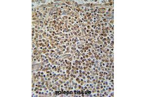PAX7 Antibody (C-term) immunohistochemistry analysis in formalin fixed and paraffin embedded human spleen tissue followed by peroxidase conjugation of the secondary antibody and DAB staining. (PAX7 Antikörper  (C-Term))