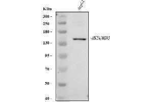 Western blot analysis of ABCB4 using anti-ABCB4 antibody (ABIN3042908).